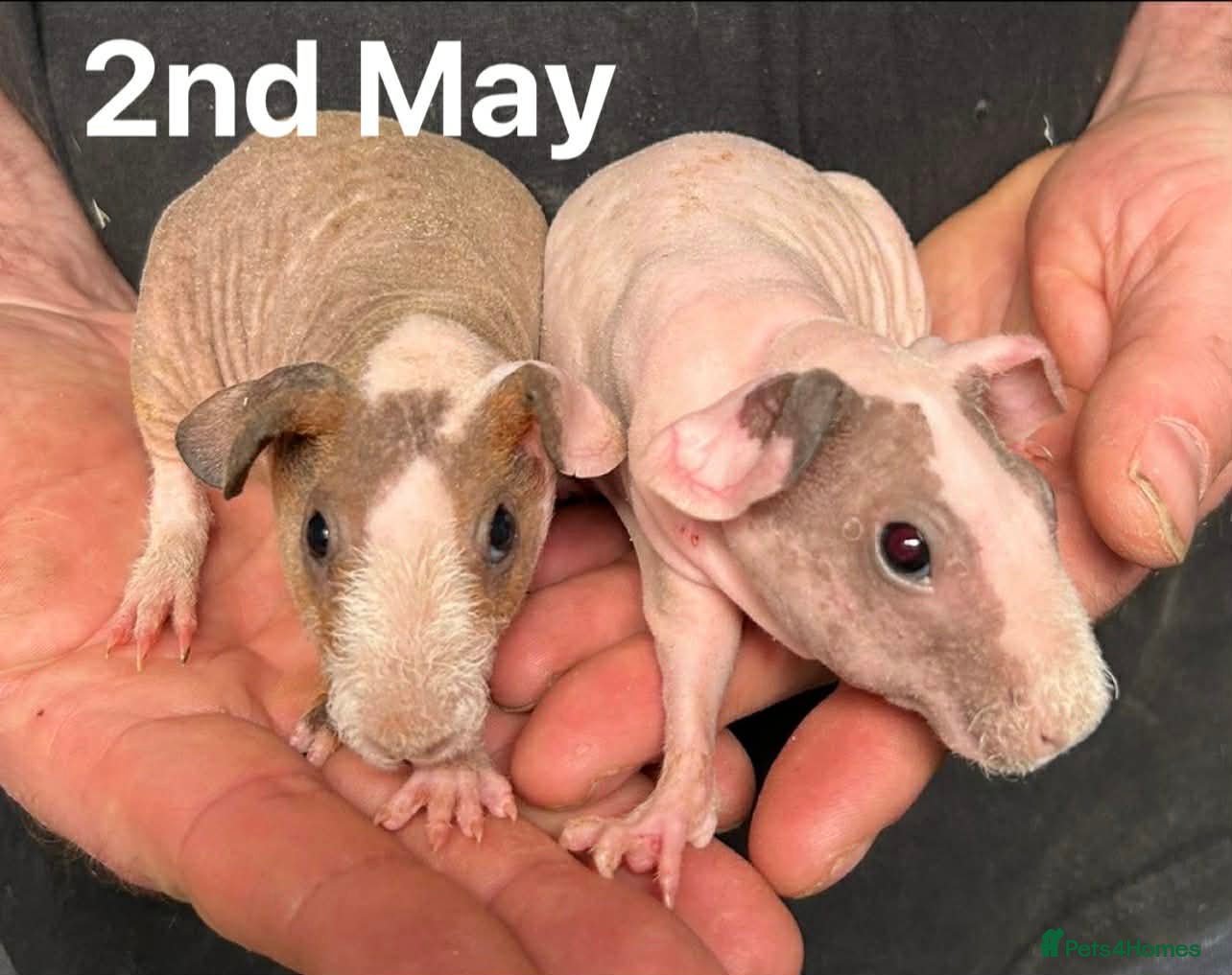 Guinea Pig rodents Skinny Pig Sows.  - Advert 7