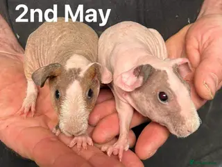 Guinea Pig rodents Skinny Pig Sows. - Advert 6