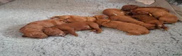 Irish Doodle dogs for sale: 🐾 Beautiful Irishdoodle Puppies - Advert 34