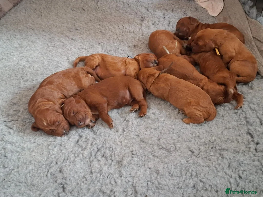Irish Doodle dogs for sale: 🐾 Beautiful Irishdoodle Puppies - Advert 34