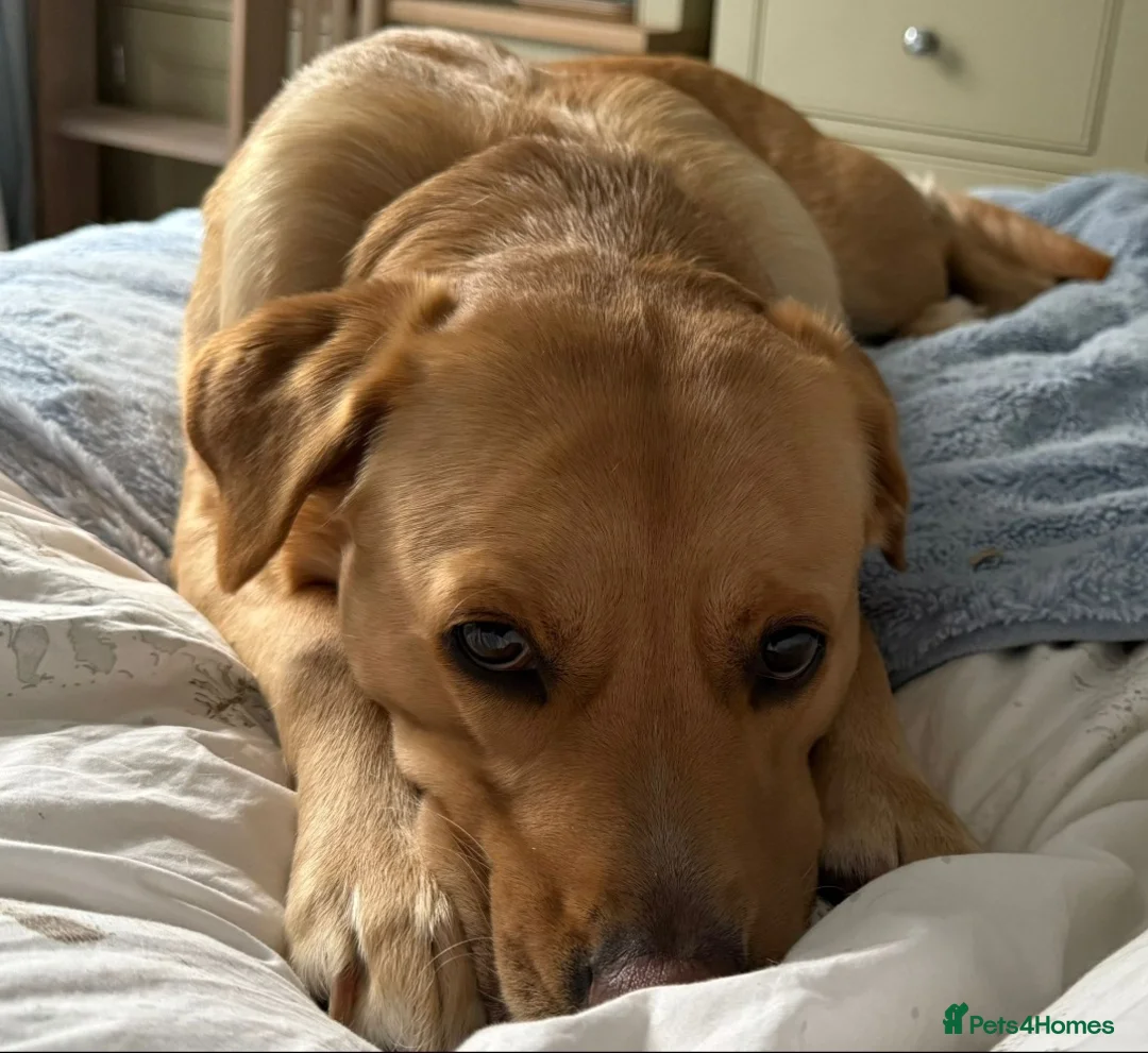 Labrador Retriever dogs for sale: Fox Red & Black Labrador Puppies due!! in Biggleswade - Advert 2