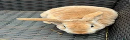 Mixed Breed rabbits for sale: Adult and baby rabbits - Advert 2