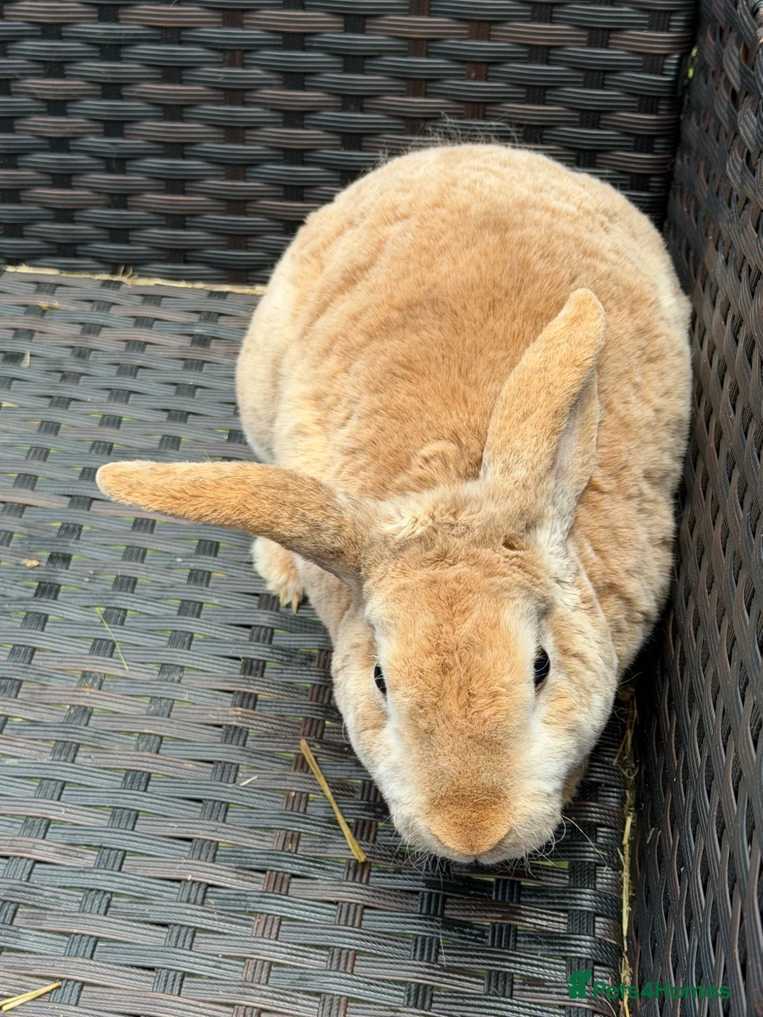 Mixed Breed rabbits for sale: Adult and baby rabbits - Advert 2