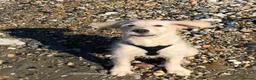 Goldendoodle dogs for stud: Proven F1 Goldendoodle for Stud in Penzance - Advert 20