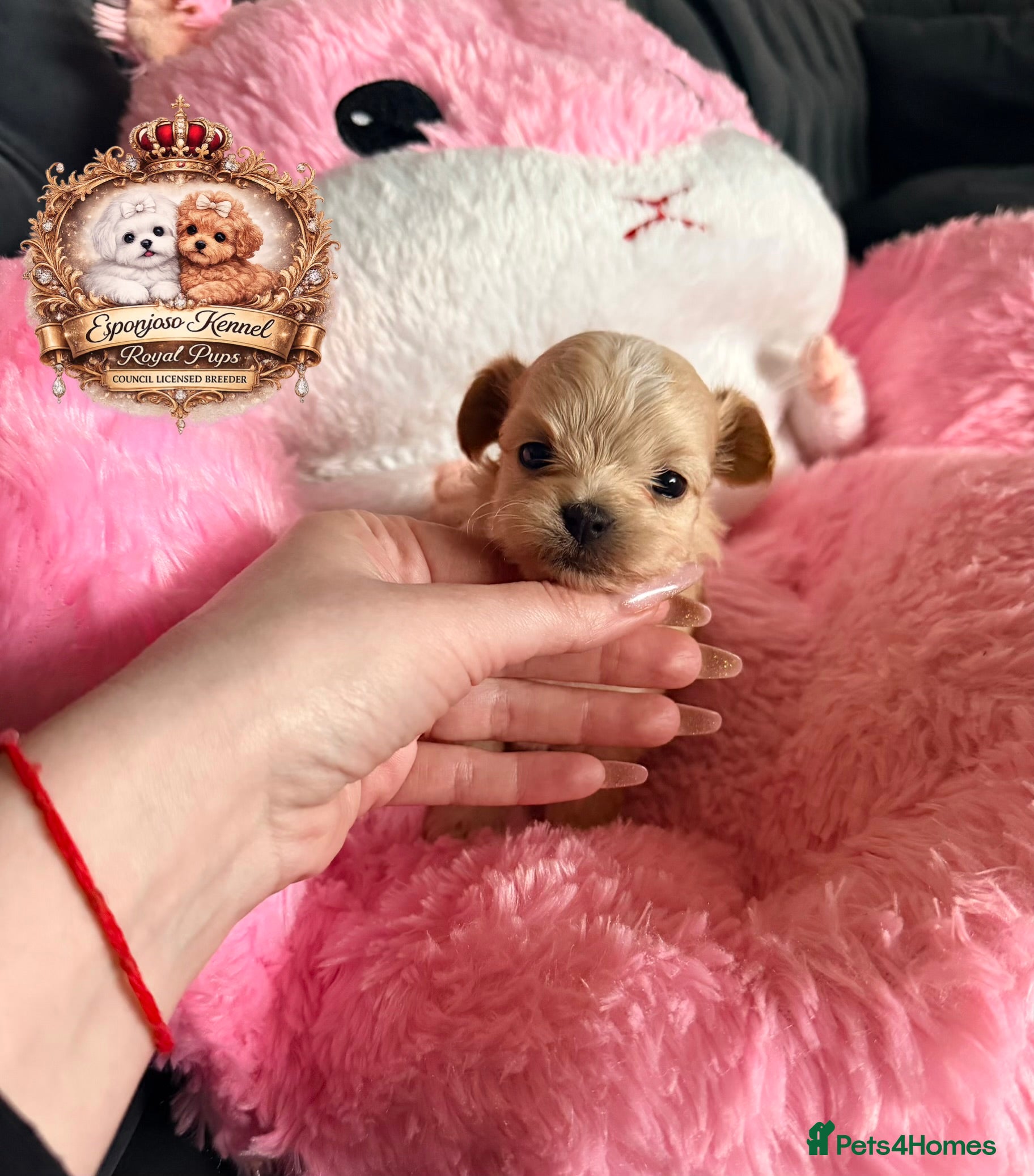 Maltipoo dogs 👑One in a Million F1 tiny Asian Maltipoo👑 - Advert 1