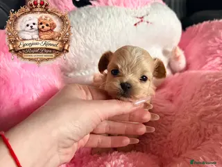 Maltipoo dogs 👑One in a Million F1 tiny Asian Maltipoo👑 - Advert 1
