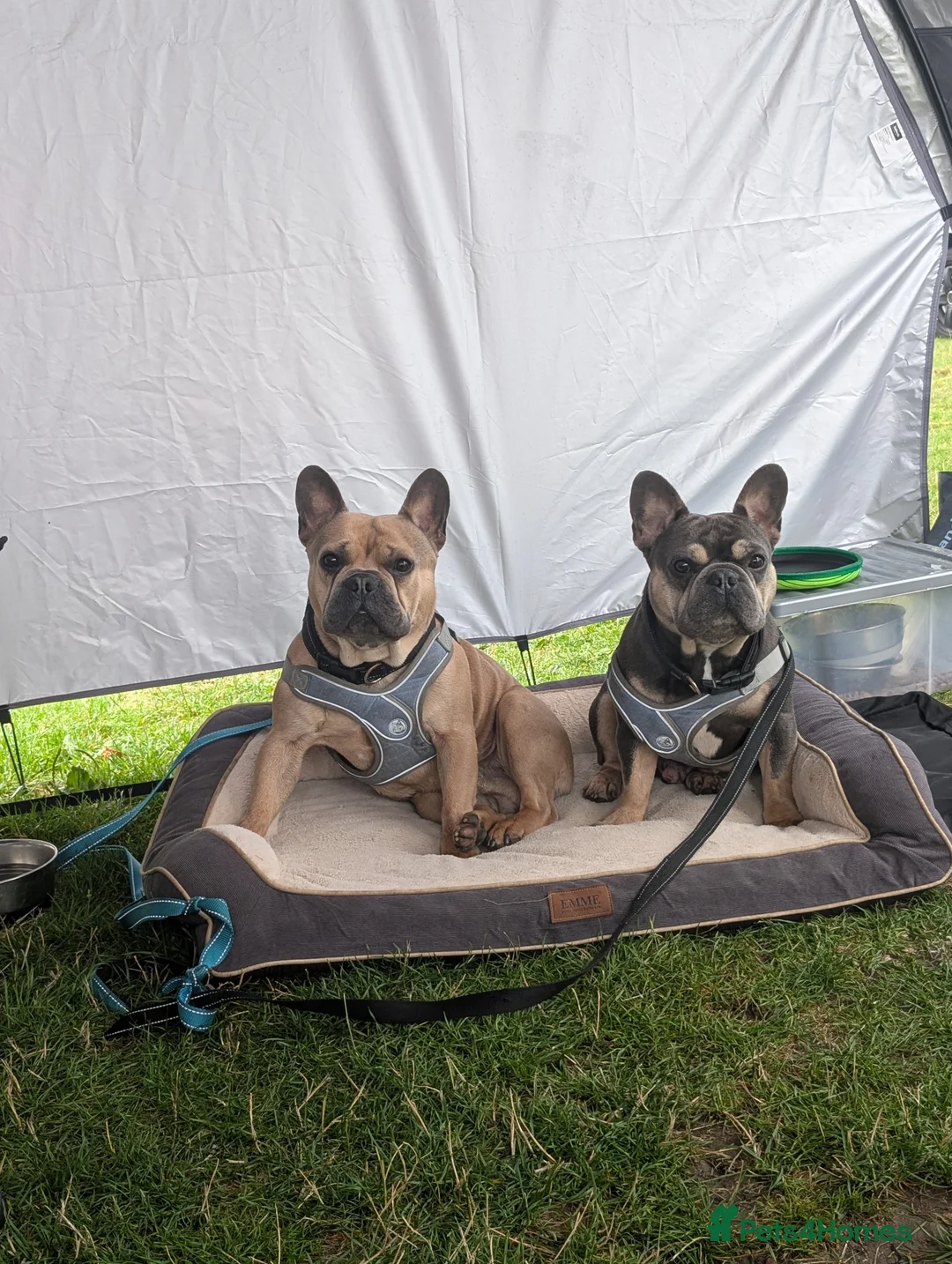 French Bulldog dogs for sale: Max & milo in Dolgellau - Advert 1