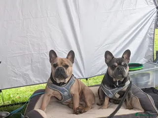 French Bulldog dogs Max & milo - Advert 2