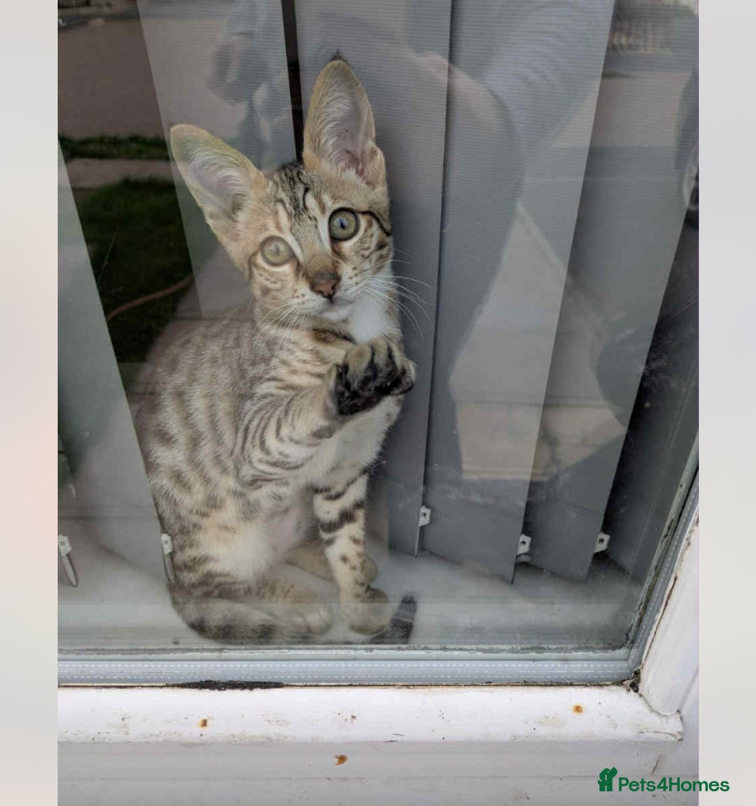 Savannah cats for sale: 5 f3 savannah  - Advert 8