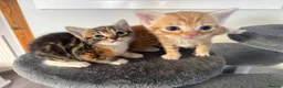 Mixed Breed cats for sale: 5 KITTENS TO LOVING HOMES - Advert 5