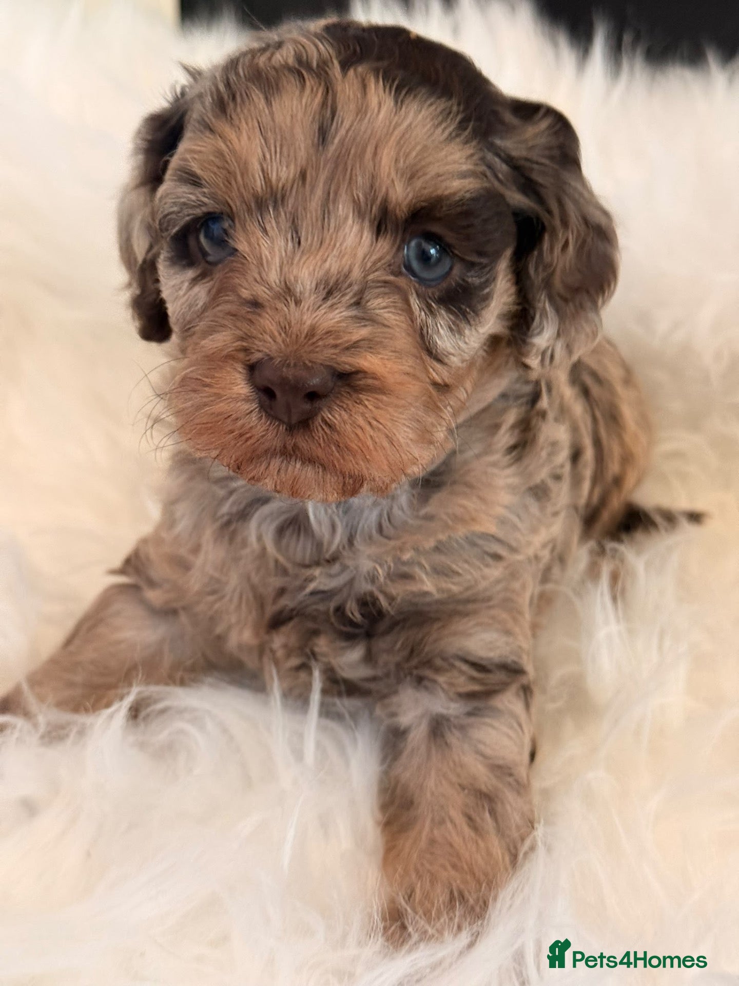 Cavapoo dogs ⭐️ONLY ONE FEMALE AVAILABLE ⭐️ - Advert 1