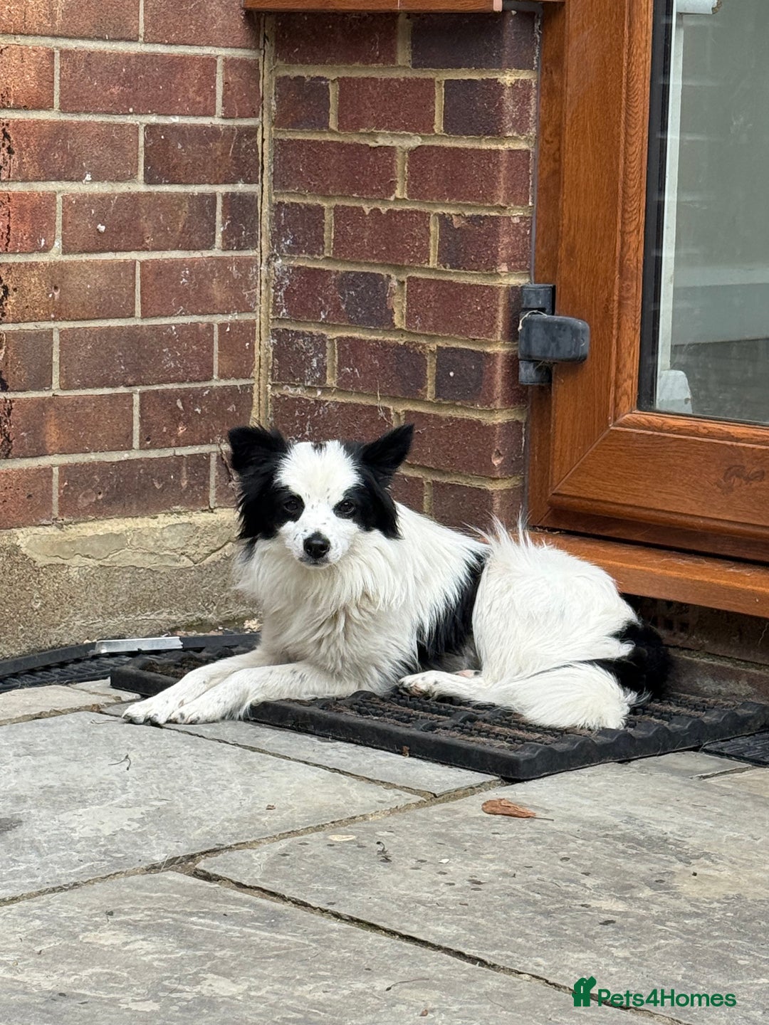 Chihuahua dogs for adoption: Toffy in West Malling - Image 14