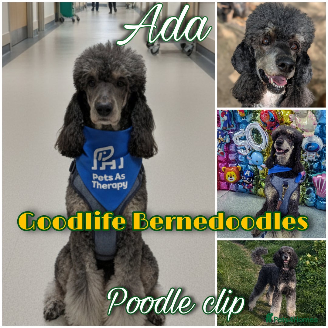 Bernedoodle dogs for sale: ⭐⭐⭐⭐Licensed•Ethical•HomeBreeder - Image 2