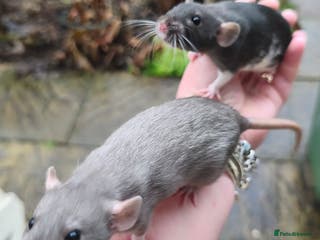 Rat rodents Female Dumbo rats black, blue, mink cinnamon - Advert 15