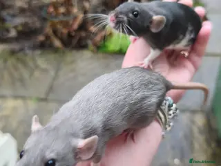 Rat rodents Female Dumbo rats black, blue, mink cinnamon - Advert 4