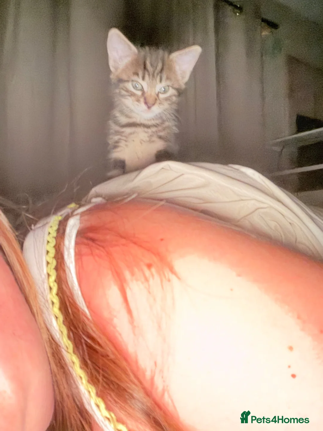 Maine Coon cats for sale: Kittens for sale  - Advert 5