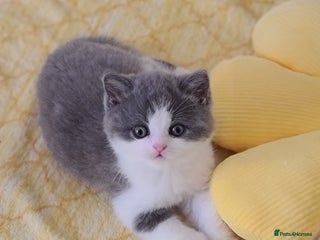 British Shorthair cats British ShortHair kittens GCCF - Advert 2