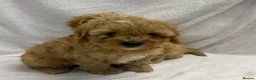 Cavapoo dogs for sale: Bred From Health Tested Parents Cavapoo Girls - Advert 14