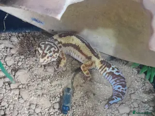 Leopard Gecko reptiles Leopard gecko - Advert 2