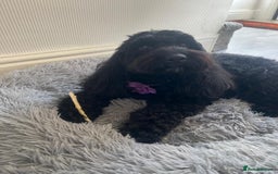 Cockapoo dogs for sale: Cockapoo puppy  - Image 1