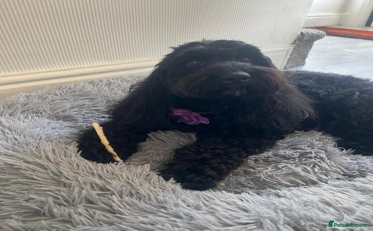 Cockapoo dogs - Advert 1