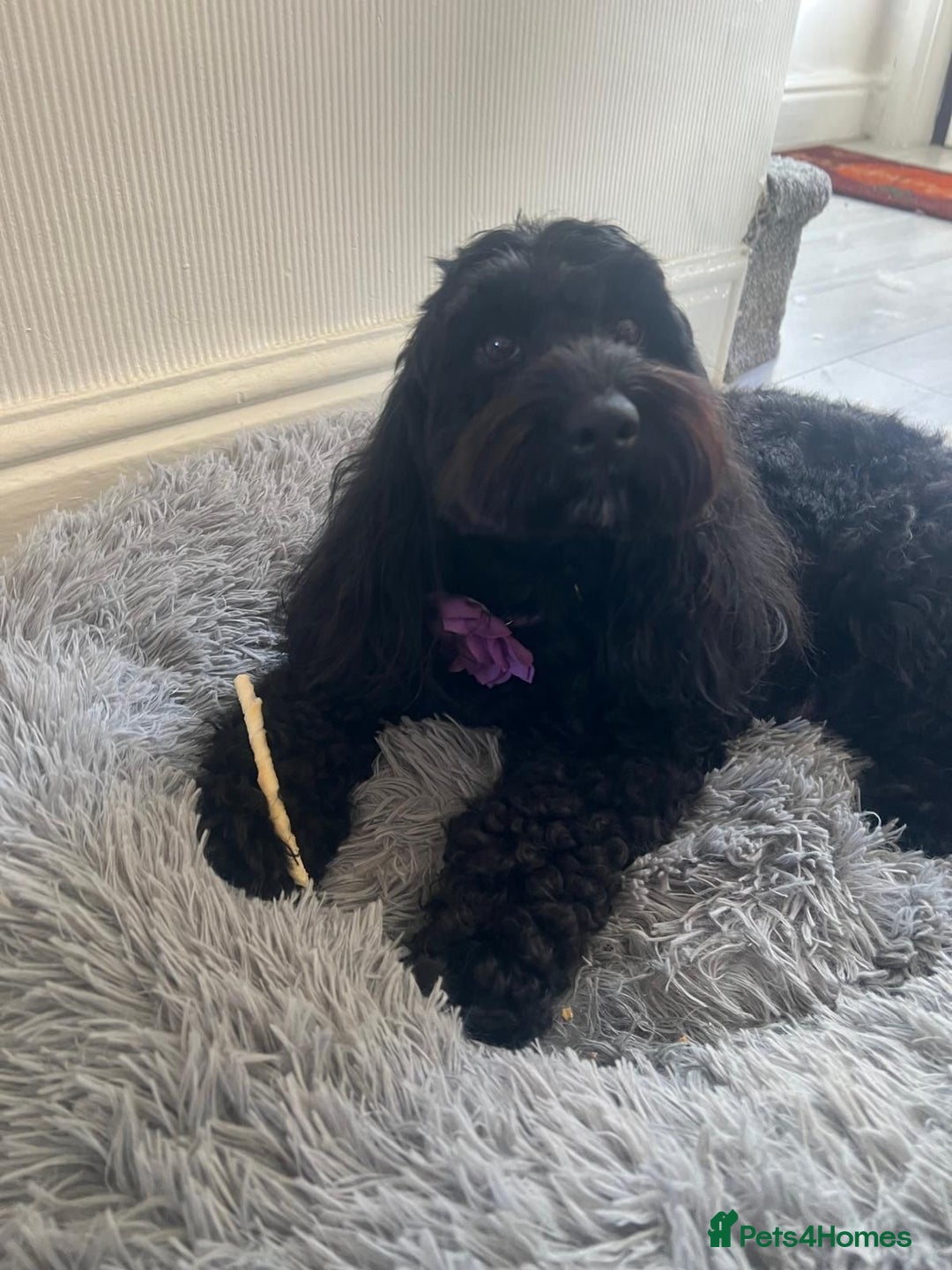 Cockapoo dogs for sale: Cockapoo puppy  - Image 1