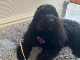 Cockapoo dogs - Advert 1