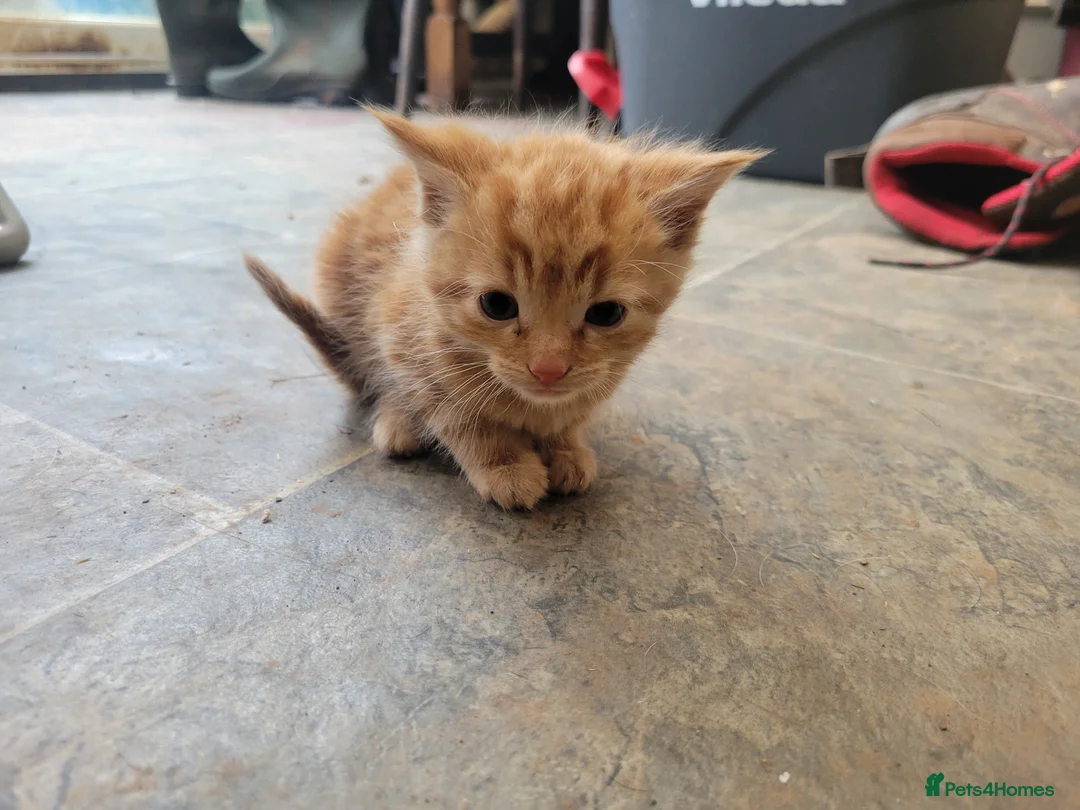 Mixed Breed cats for sale: Lovely kittens for sale  - Advert 3