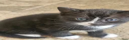 Mixed Breed cats for sale: Gorgeous mixed  - Advert 4