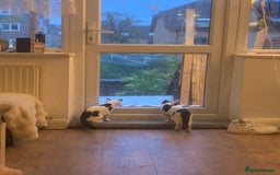 Mixed Breed cats for sale: 2 LOVELY TWIN BOYS LOOKING FOR A NEW HOME🩵 - Image 4