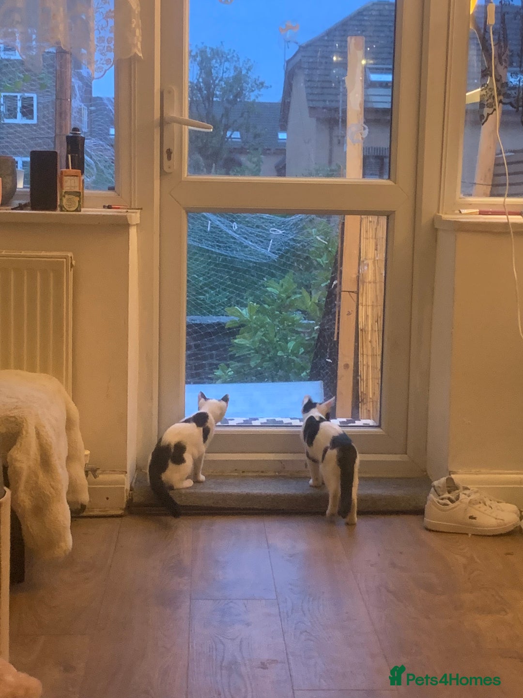 Mixed Breed cats for sale: 2 LOVELY TWIN BOYS LOOKING FOR A NEW HOME🩵 - Image 4