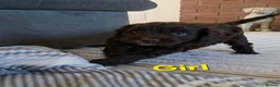 Cockapoo dogs for sale: Beautiful cockapoo puppies   - Advert 29