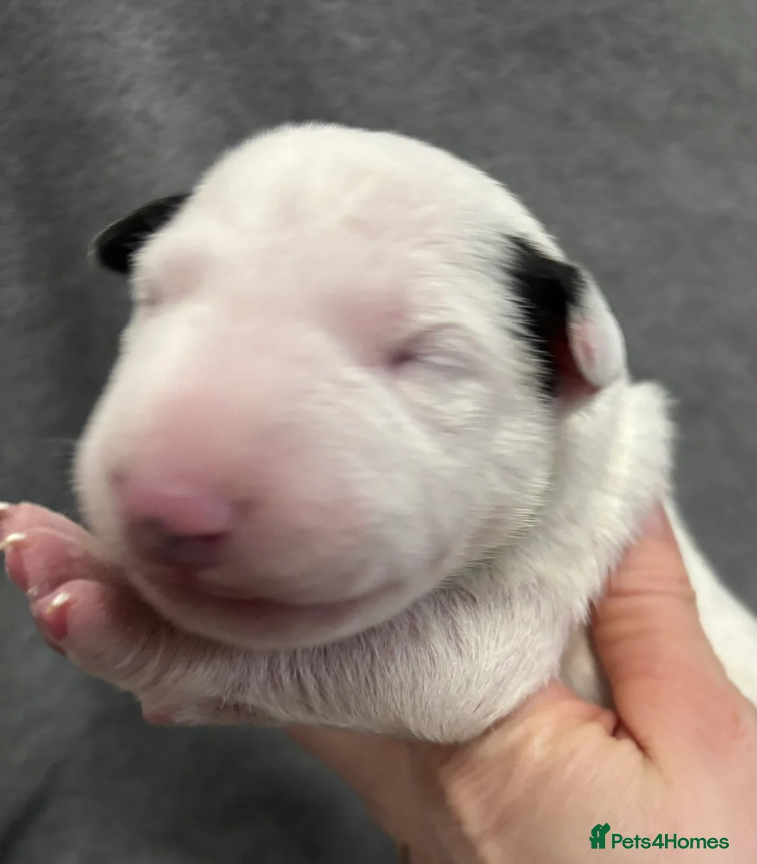 English Bull Terrier dogs for sale: Outstanding litter of bullterriers  - Advert 1