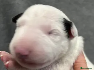 English Bull Terrier dogs Outstanding litter of bullterriers - Advert 2