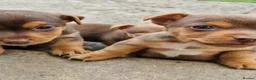 Jack Russell dogs for sale: 3 gorgeous chocolate jack rusell - Advert 3