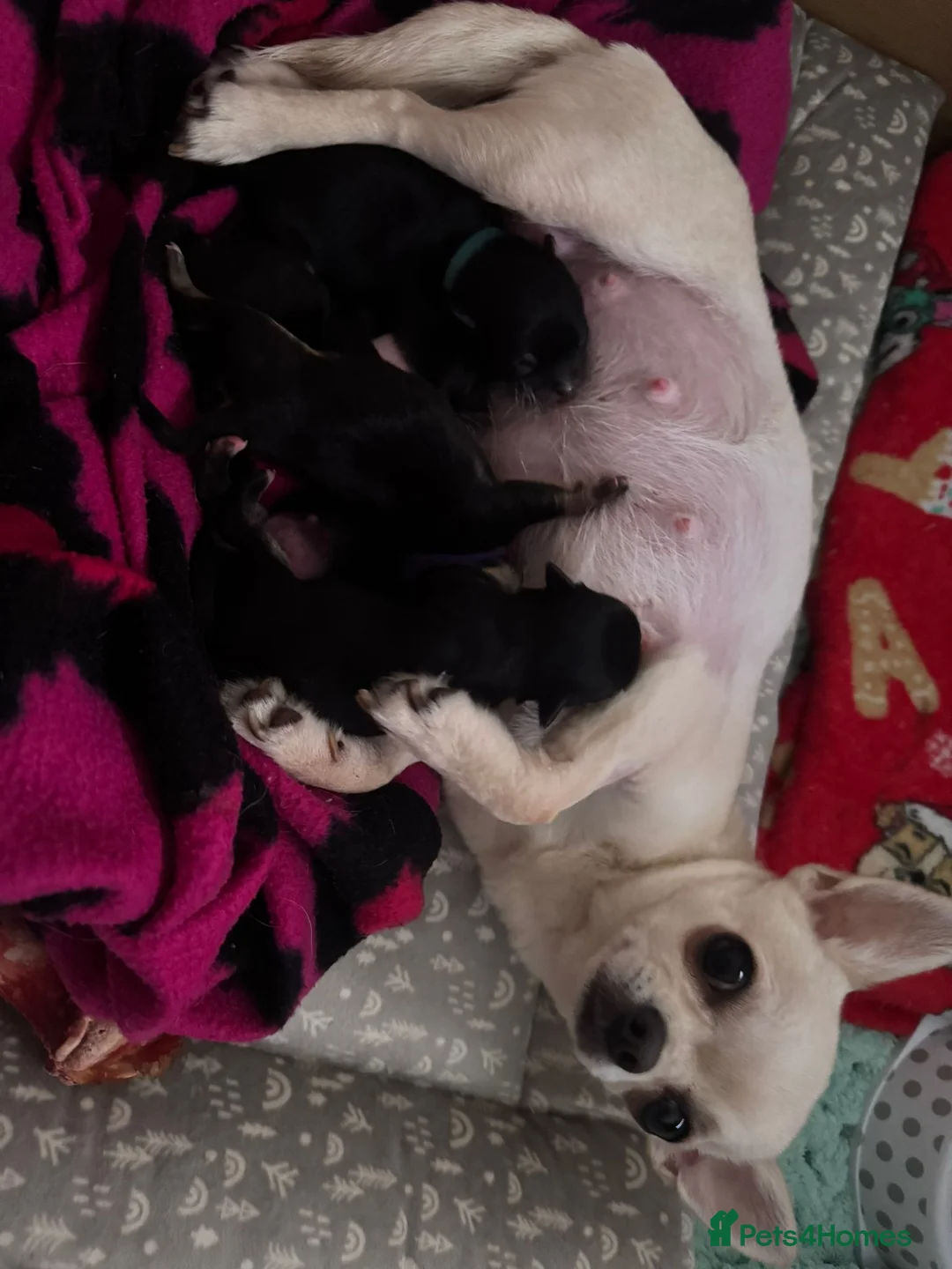 Chihuahua dogs for sale: Beautiful Chihuahua Puppies  - Advert 2