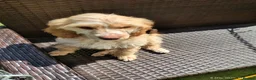 Cockapoo dogs for sale: Four girls left - Advert 16