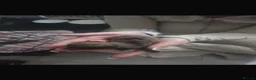Jack Chi dogs for sale: jack chi pups 9 off them  in Dudley - Advert 5