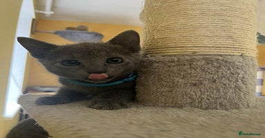 Russian Blue cats - Advert 3