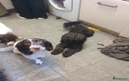 Mixed Breed dogs for sale: Sprockerpoo - Image 4