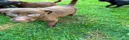 Cockerdor dogs for sale: Cockerdor puppies in Carlisle - Advert 2