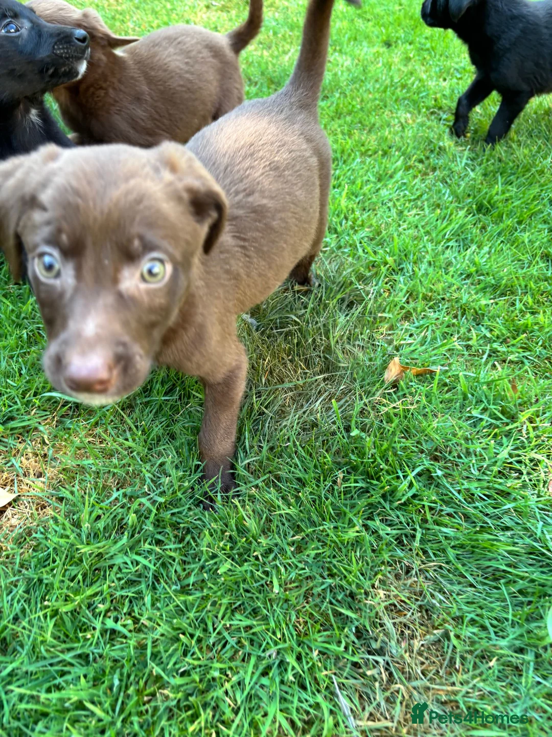 Cockerdor dogs for sale: Cockerdor puppies in Carlisle - Advert 2