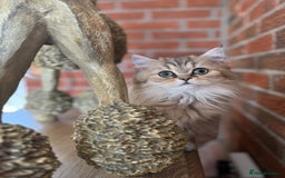 Persian cats for sale: Persian Chinchilla kittens - Image 1