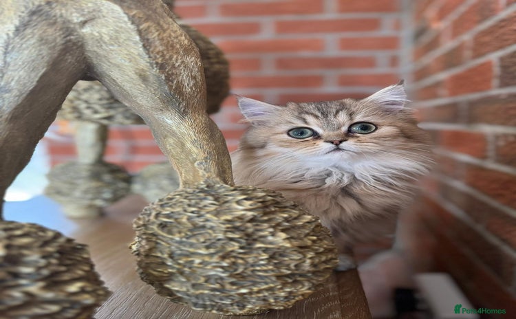 Persian cats - Advert 2