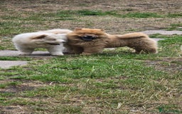 Chow Chow dogs for sale: QUALITY KC CHOWCHOW PUPPIES  in Wolverhampton - Image 17