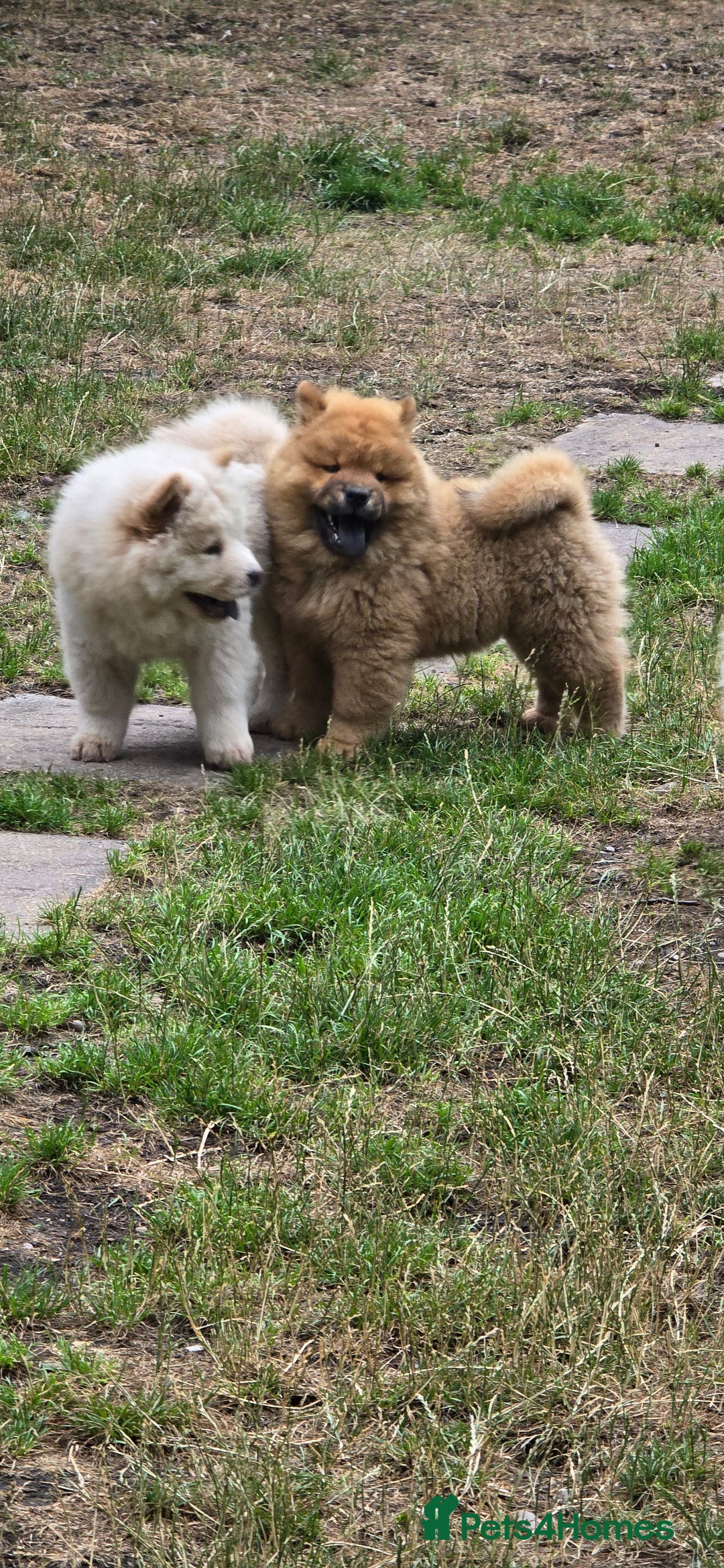 Chow Chow dogs for sale: QUALITY KC CHOWCHOW PUPPIES  in Wolverhampton - Image 17