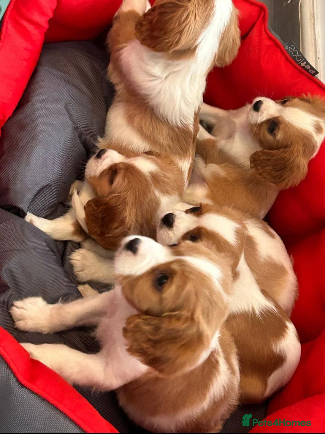 Cavalier King Charles Spaniel dogs for sale: Friendly and playful Cavalier Puppies - Advert 1