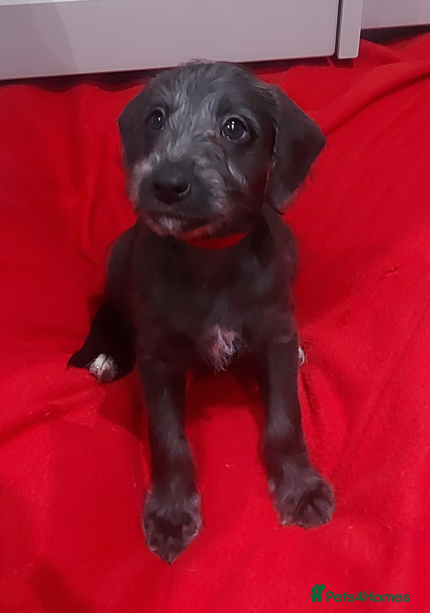 Mixed Breed dogs Gorgeous first cross Beddlington Whippet pups. - Advert 3