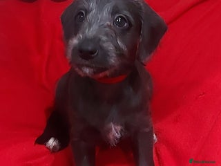 Mixed Breed dogs Gorgeous first cross Beddlington Whippet pups. - Advert 8