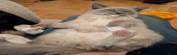 Ragdoll cats for sale: Ragdoll for rehoming 10 months old - Advert 5